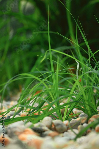 Macro photo of growing green grass Carex flacca, syn. Carex glauca photo