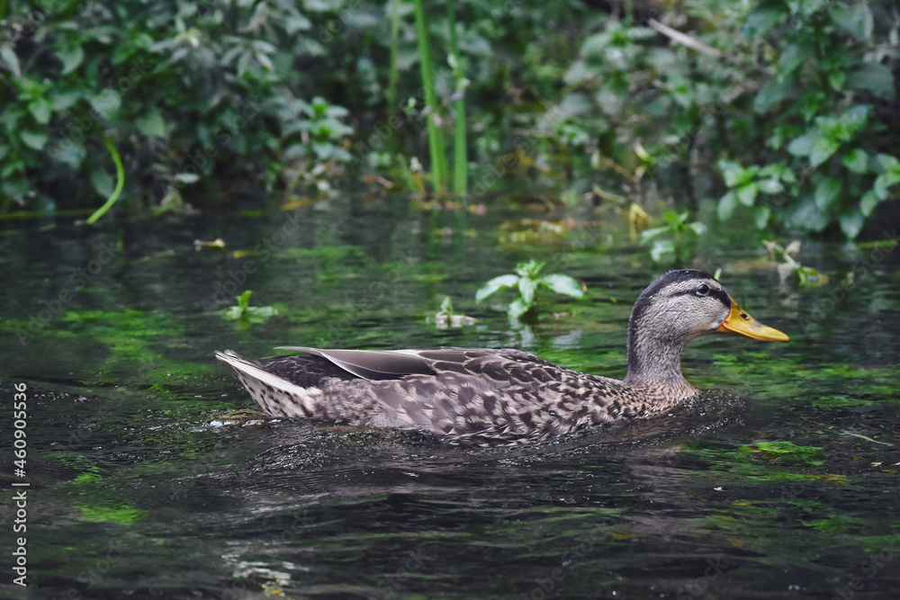 Obraz premium duck on the lake