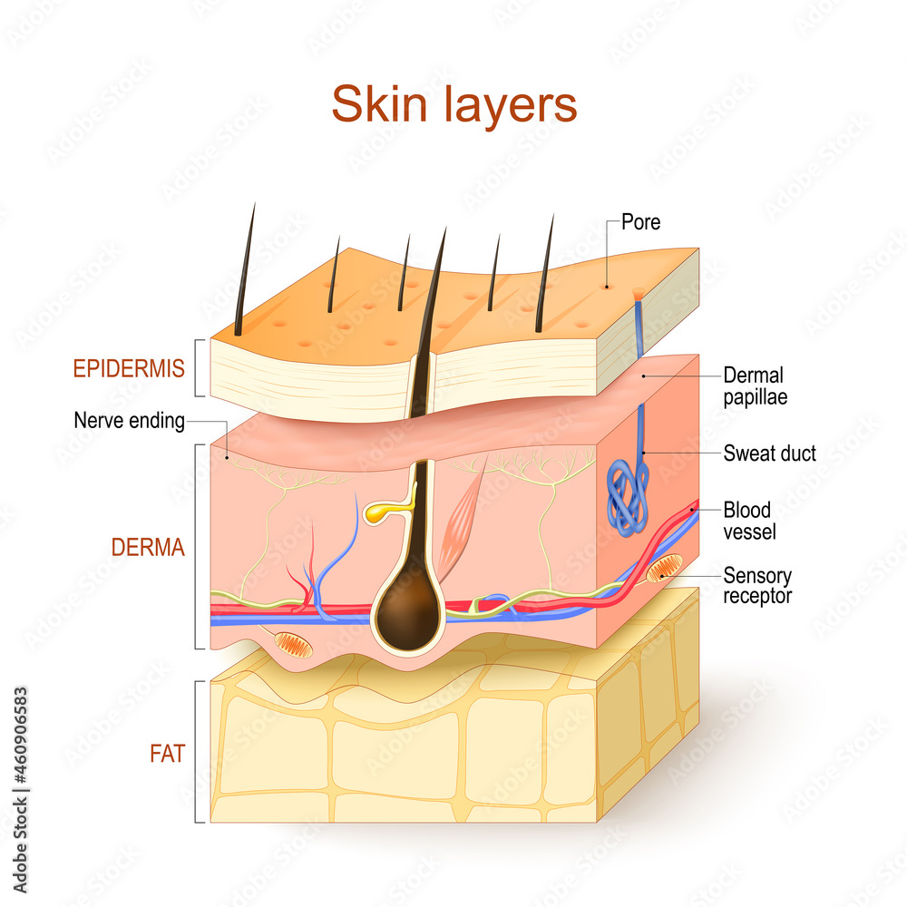 Plakát Skin layers. Structure of the human skin – Obraz na Zeď | Posters.cz