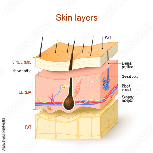 Skin layers. Structure of the human skin