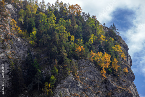 trees grown on the slope of a rock