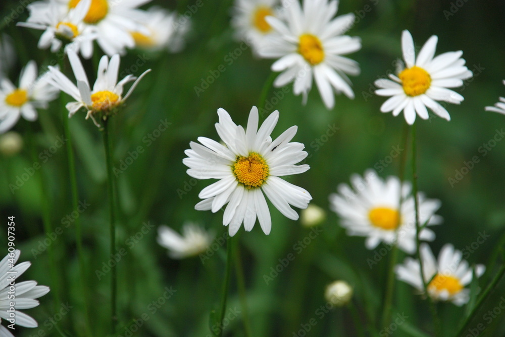 Yellow chamomile with white petals. Pharmacy or medicinal chamomile is an annual herb of the Astrov family. On a green background, yellow large open flowers with white petals and a yellow core. Yellow chamomile with white petals. Pharmacy or medicinal chamomile is an annual herb of the Astrov family. On a green background, yellow large open flowers with white petals and a yellow core.