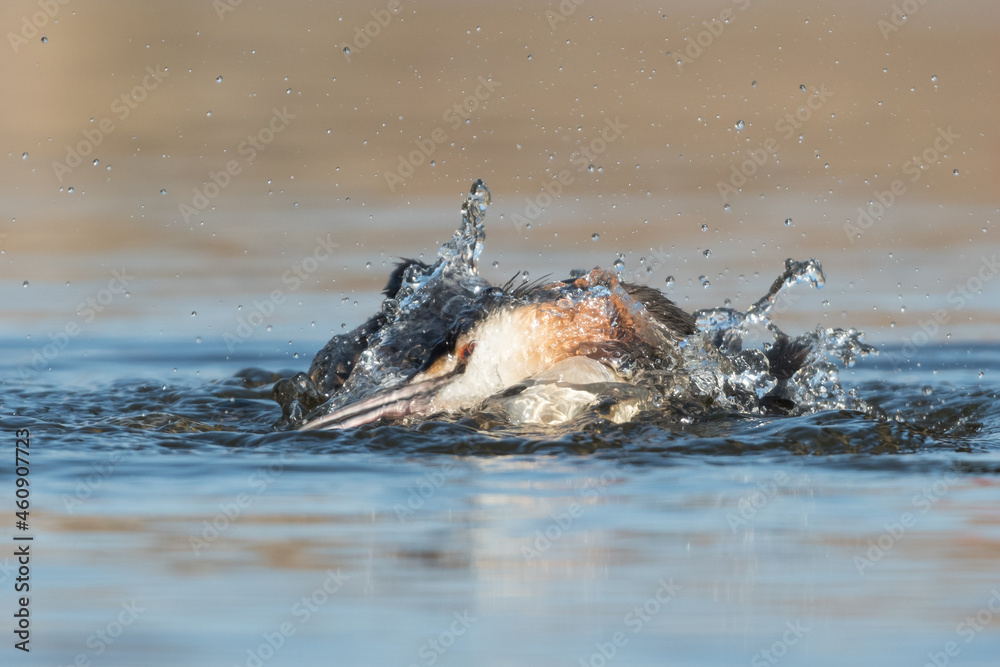 Fototapeta premium Great crested grebe (Podiceps cristatus) taking a bath in natural habitat with water splashes around.Photographed in the Netherlands.