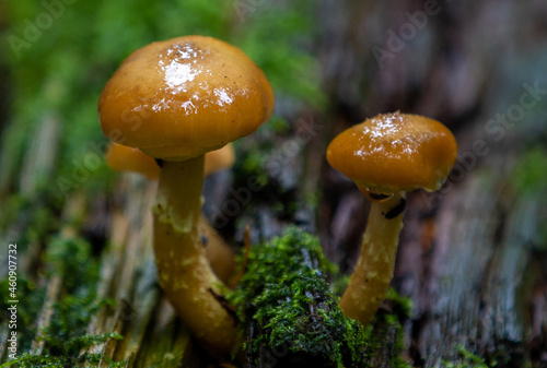 a close-up with two mushrooms in the forest