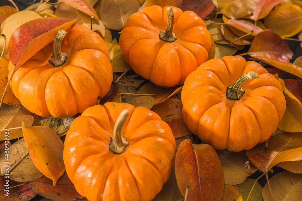 Autumn orange pumpkins, widely used for Halloween, with a background of dry and reddish leaves as well as a wooden box. Autumn orange pumpkins, widely used for Halloween, with a background of dry and reddish leaves as well as a wooden box.