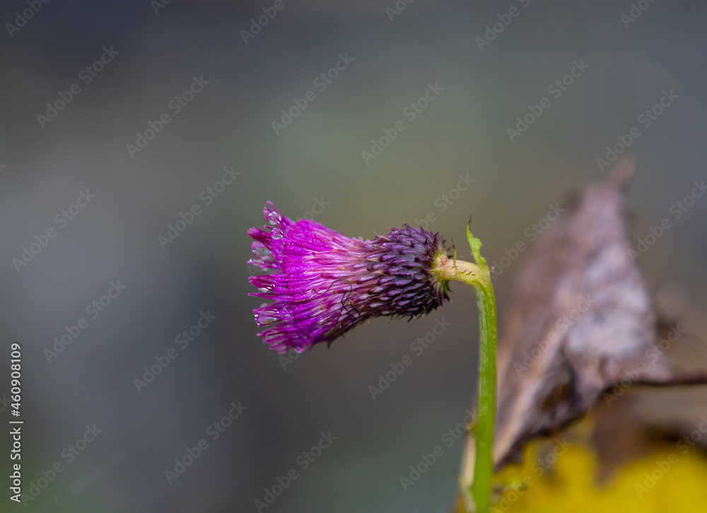 Obraz premium a thistle flower with water drops in closeup