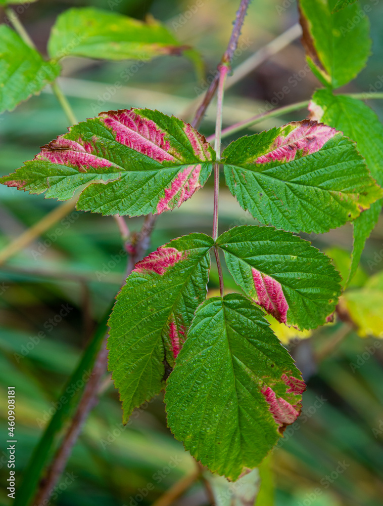 a branch with green leaves and red spots