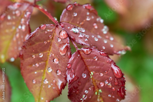 water drops on a red flower