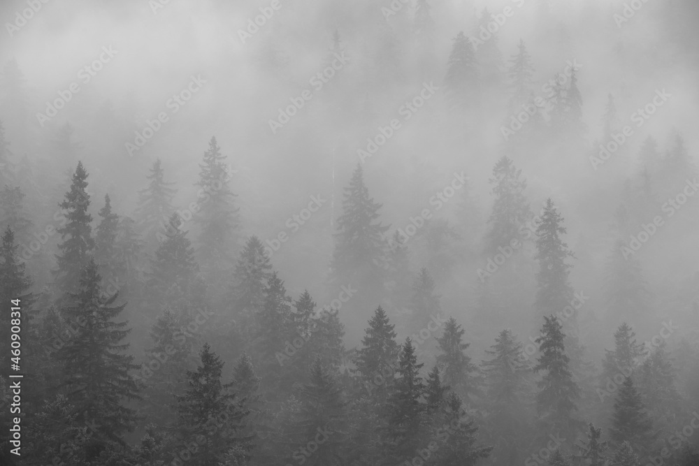 Fototapeta landscape with the silhouettes of trees on a mountainous slope in the fog