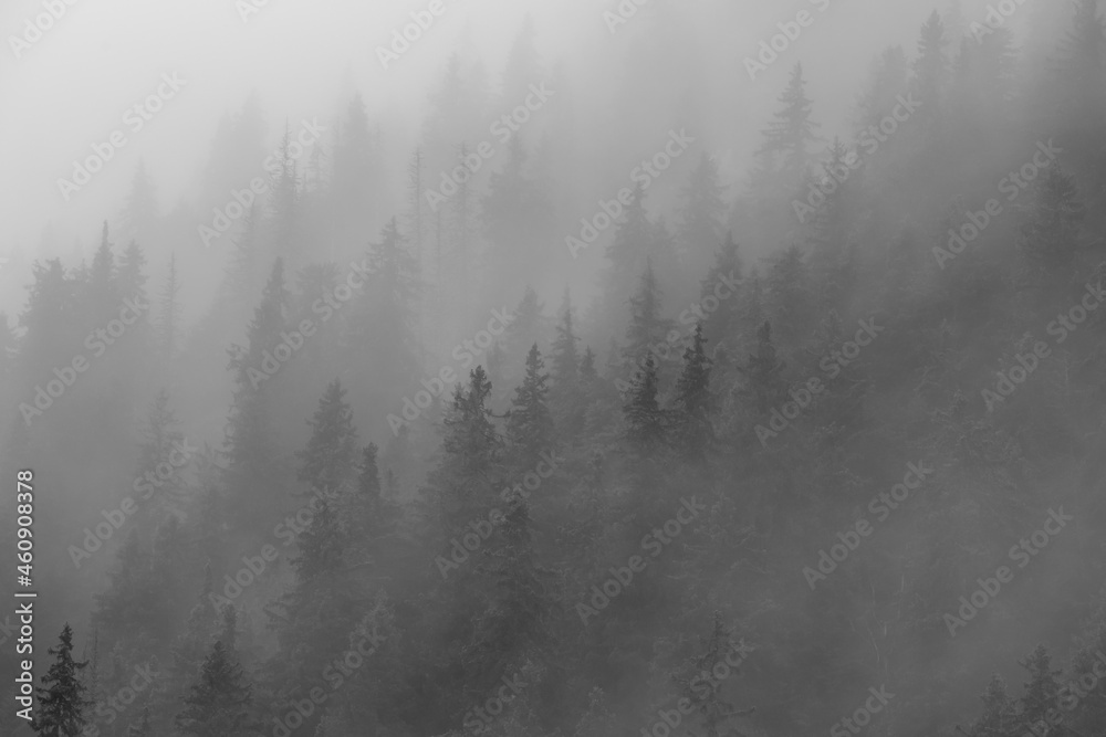 a beautiful foggy landscape on the slope of the mountain with pine forest a beautiful foggy landscape on the slope of the mountain with pine forest