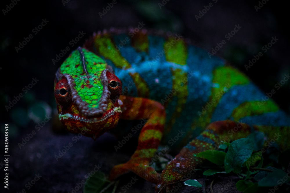 Fototapeta premium iguana on the ground