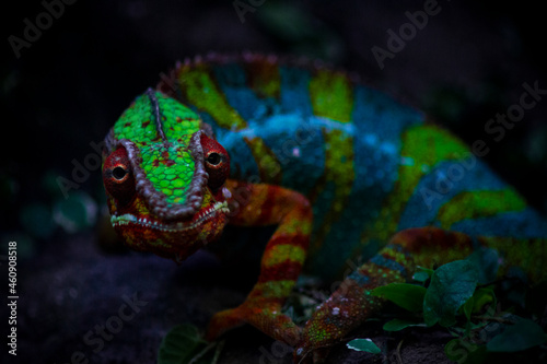 iguana on the ground