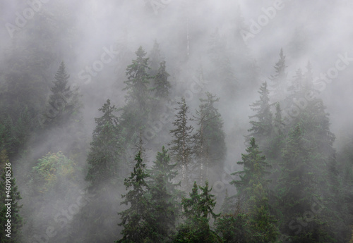 Landscape with fog over the forest