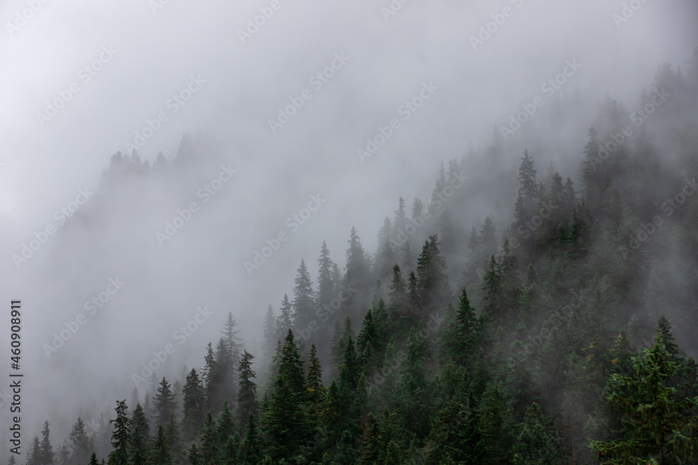 landscape with the silhouettes of trees on a mountainous slope in the fog