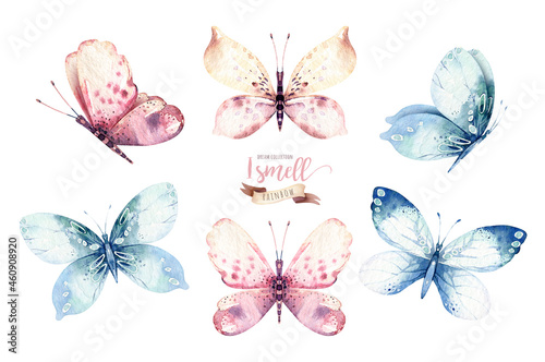 Photography Watercolor colorful butterflies, isolated butterfly on white background
