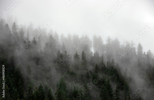 Fototapeta Naklejka Na Ścianę i Meble -  Landscape with fog over the forest