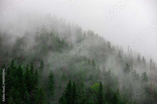 landscape with the silhouettes of trees on a mountainous slope in the fog © sebi_2569