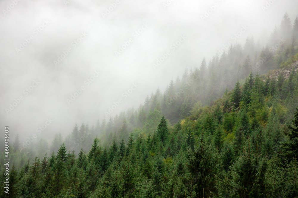 a beautiful foggy landscape on the slope of the mountain with pine forest