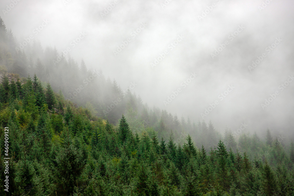 Landscape with fog over the forest