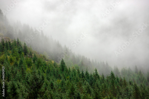 Landscape with fog over the forest