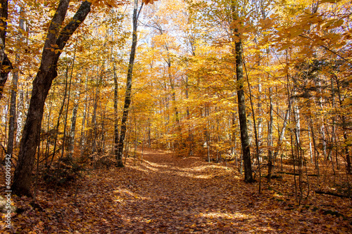 Gatineau Park, Quebec, Canada in Fall