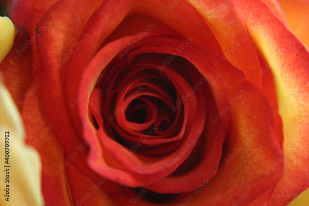 Red Rose Red Rose