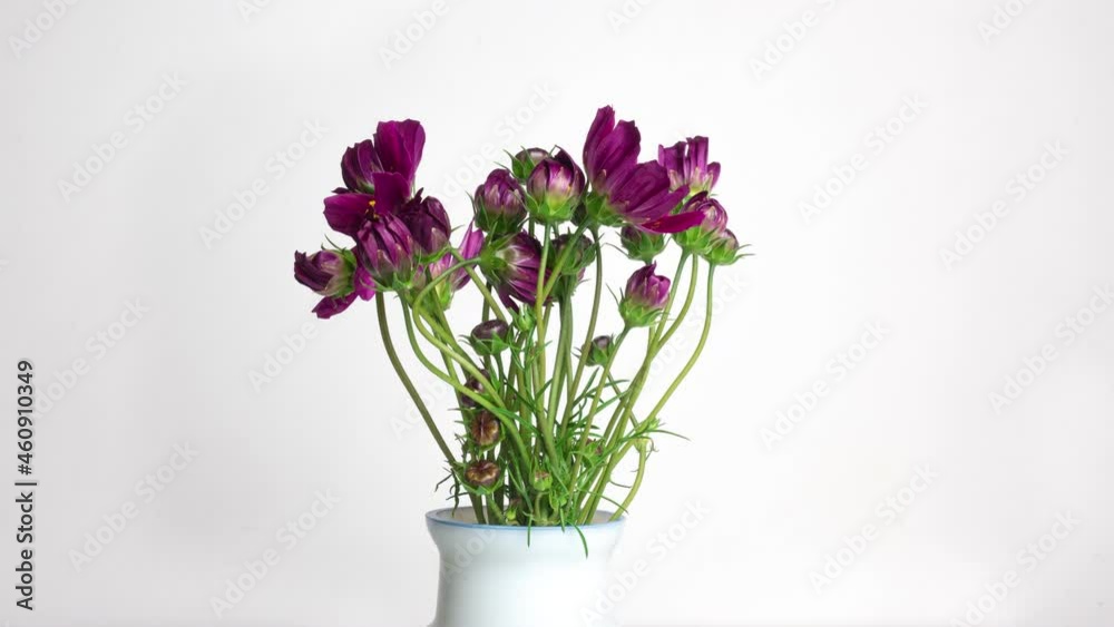A bouquet of beautiful summer flowers kosmeya unfolds on a white background. Purple flowers close-up. Cosmos flower footage in High quality 4k. A bouquet of beautiful summer flowers kosmeya unfolds on a white background. Purple flowers close-up. Cosmos flower footage in High quality 4k.