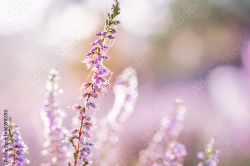 Heather flowers. Bright with sunny reflection natural defocused background.