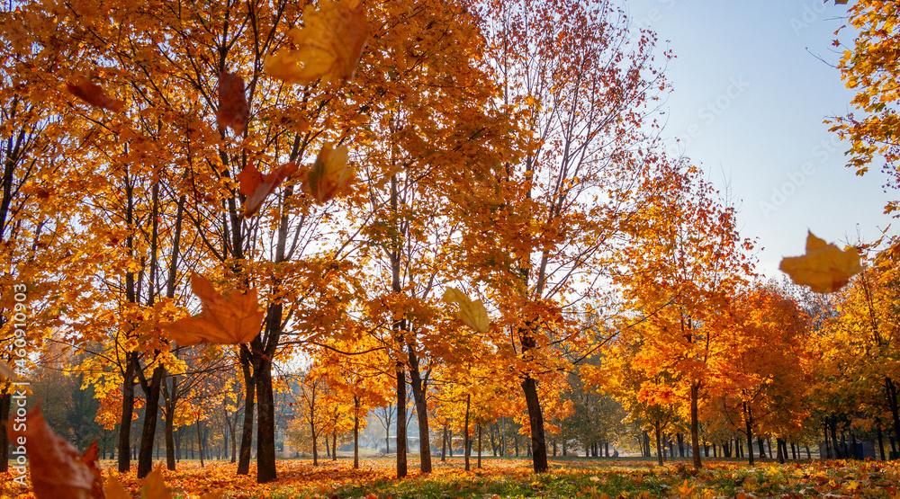 autumn in the park