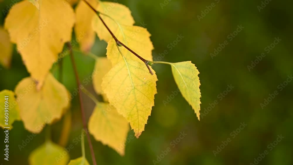 Yellow birch leaves in the wind slow movement. Video. High quality FullHD footage Yellow birch leaves in the wind slow movement. Video. High quality FullHD footage