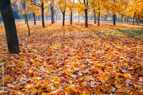 Land in the park strewn with autumn golden maple leaves