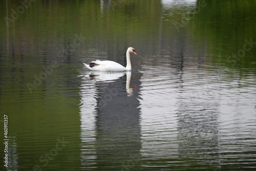 Priesendorf - Bayern - Deutschland - Schwan auf einem Teich