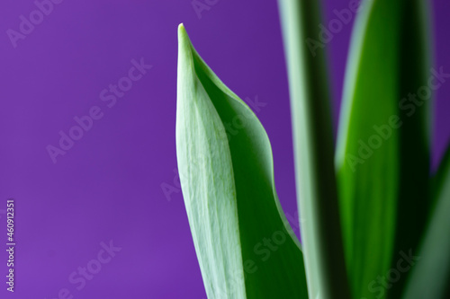 close up of a flower