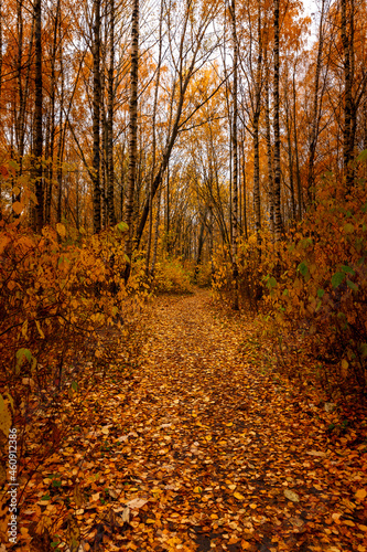 Path in a park covered with fiery golden fallen leaves, with orange autumn trees and bushes