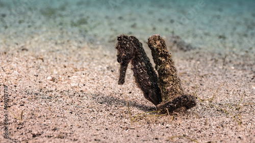 Seascape with Seahorse in the coral reef of Caribbean Sea, Curacao