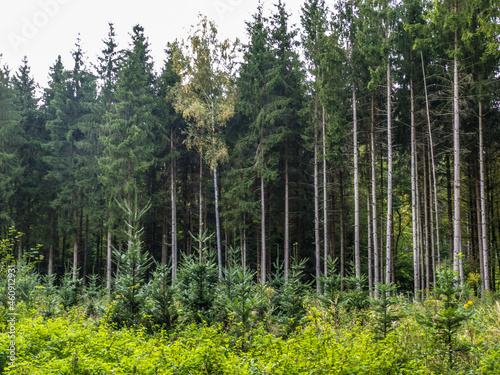 Wiederaufforstung durch Neuanpflanzung im Nadelwald