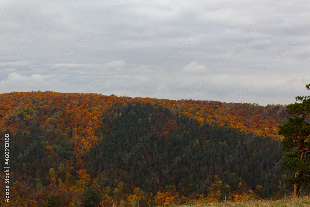 Autumn view of the mountain forest with bright multicolored foliage under large gray clouds. The forest in the mountains is shrouded in bright colors of autumn.