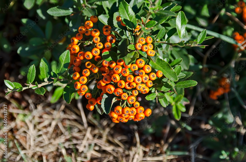 Orange fruits from the Cotoneaster horizontalis shrub very attractive in autumn, in Drujba district, Sofia, Bulgaria Orange fruits from the Cotoneaster horizontalis shrub very attractive in autumn, in Drujba district, Sofia, Bulgaria