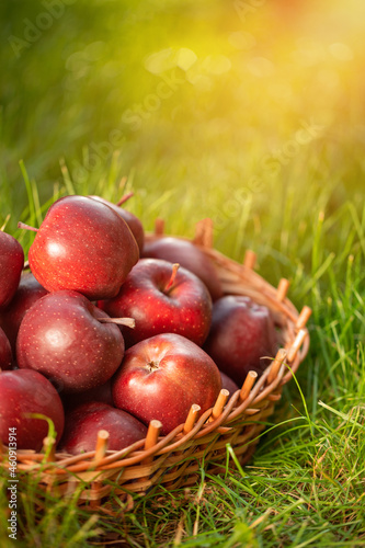 Apples in a Basket Outdoor. Sunny Background. Autumn Garden 