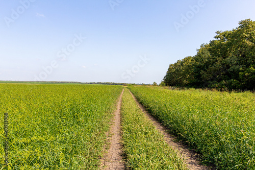 A dirt road along the forest and along the edge of the field   a meadow with green grass on a sunny summer day.