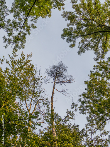 Quadro su tela Waldschäden