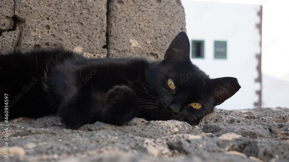 Black cat lying on floor looking into camera