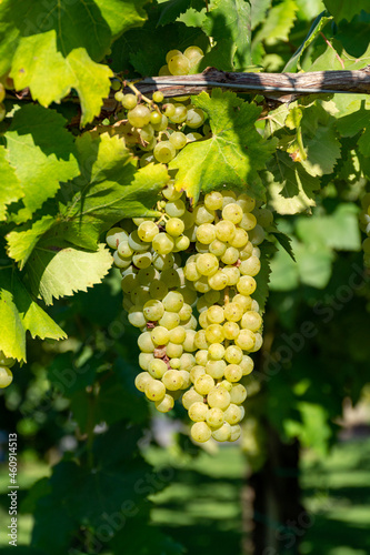 Wallpaper Mural Bunches of white wine muscat grapes ripening on vineyards near Terracina, Lazio, Italy Torontodigital.ca