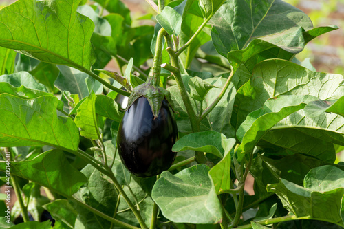 Vegetables farm with rows of eggplants plants with ripe violet fruits