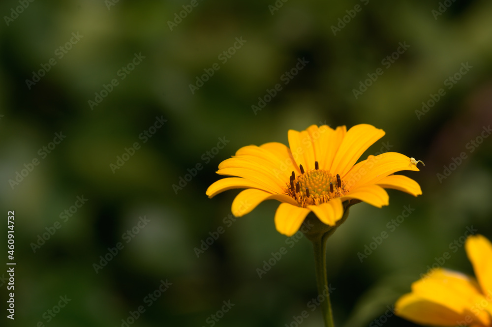 yellow flower in the spring garden3 yellow flower in the spring garden3