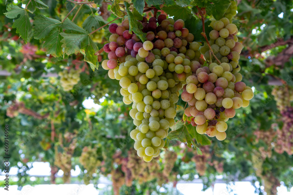 Bunches of white-pink sweet seedless table grapes ripening on vineyars of Cyprus