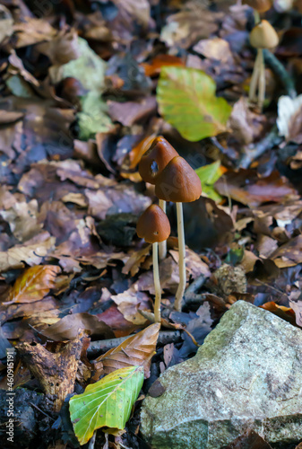 wild bell mushrooms growing in grassland Snowdonia National Park