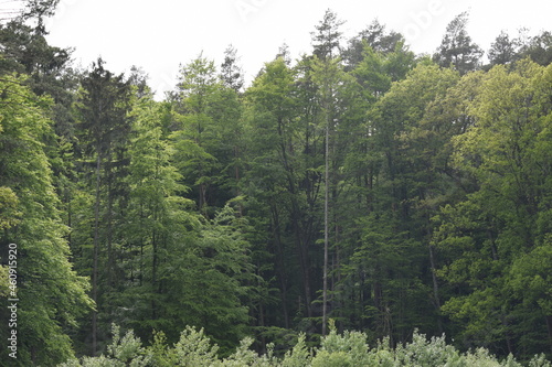 Priesendorf - Bayern - Deutschland - Waldrand