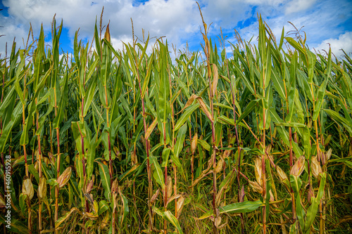 Das Maisfeld im Fokus