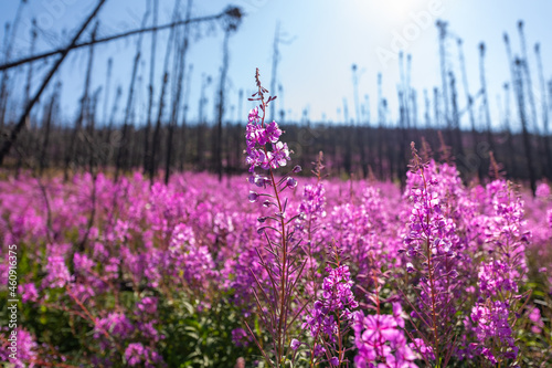 One single wild Fireweed plant flower seen in full bloom with blue sky background, burnt spruce trees sitting behind and thousands of pink, purple flowers.   photo